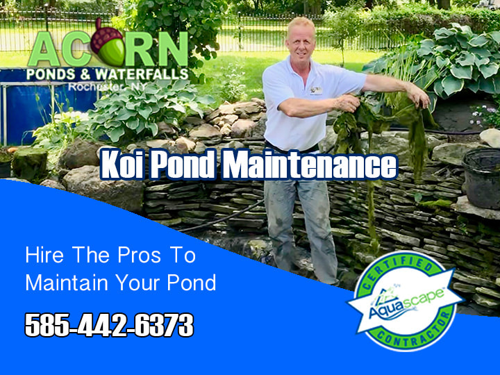 Koi Pond - Fountain Cleaning - Maintenance Services Rochester - Western New York 