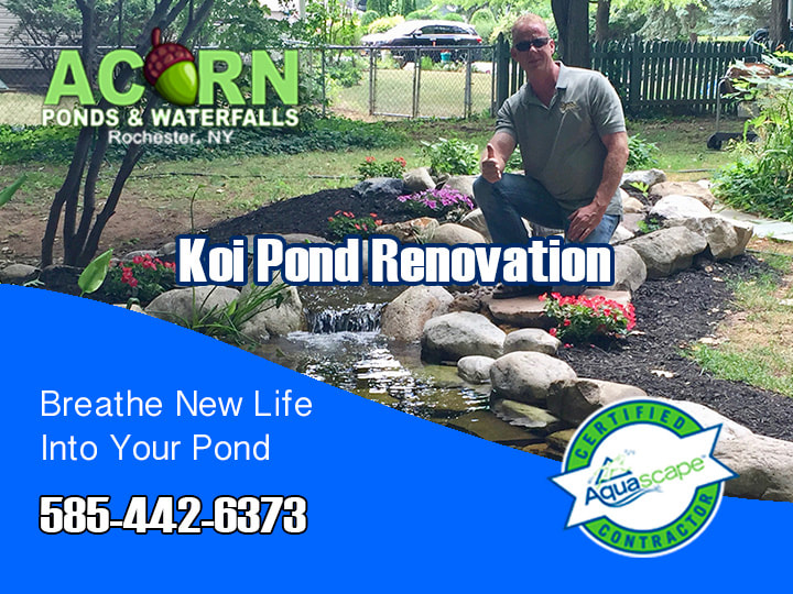 Koi Pond - Fountain Renovation And Liner Replacement  Rochester - Western New York 